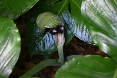 Japon kobra zambağı (Arisaema ringens) çiçekleri. Araceae bitkileri. Çiçekler beyaz çizgili bir spadille çevrili. Yeraltı kordonları ve meyveleri zehirli..