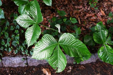 Japon kobra zambağı (Arisaema ringens) çiçekleri. Araceae bitkileri. Çiçekler beyaz çizgili bir spadille çevrili. Yeraltı kordonları ve meyveleri zehirli..