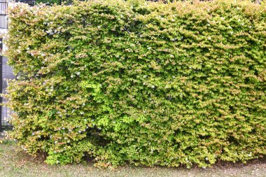 Bir çitte açan Çin püsküllü çiçeği (Loropetalum chinense). Hamamelidaceae daima yeşil çalı. Nisan 'dan Mayıs' a kadar uzun, ince, dört yapraklı çiçekler üretir..