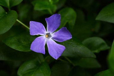 Bigleaf menekşesi (Vinca major) çiçekleri. Apocynaceae Evergreen Asması. Mavi-mor çiçekler ilkbahardan yazın başına kadar açar..