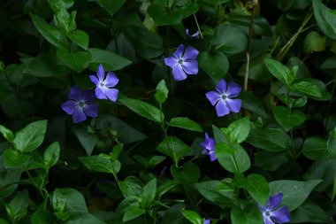 Bigleaf menekşesi (Vinca major) çiçekleri. Apocynaceae Evergreen Asması. Mavi-mor çiçekler ilkbahardan yazın başına kadar açar..