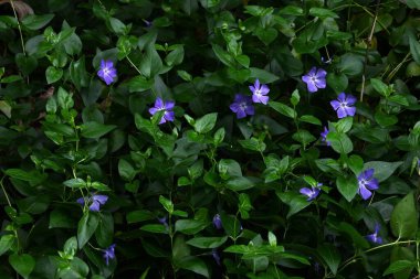 Bigleaf menekşesi (Vinca major) çiçekleri. Apocynaceae Evergreen Asması. Mavi-mor çiçekler ilkbahardan yazın başına kadar açar..