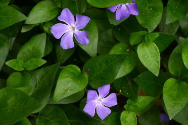 Bigleaf menekşesi (Vinca major) çiçekleri. Apocynaceae Evergreen Asması. Mavi-mor çiçekler ilkbahardan yazın başına kadar açar..
