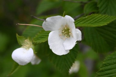Jetboncuk (Rhodotypos tarayıcıları) çiçekler. Rosaceae yaprak döken çalı. Dört yapraklı beyaz çiçekler Nisan 'dan Mayıs' a kadar açar.