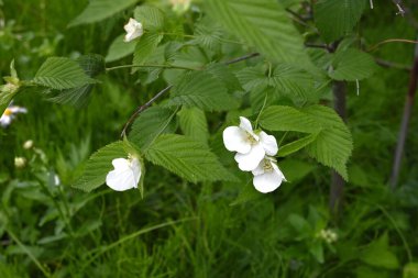 Jetboncuk (Rhodotypos tarayıcıları) çiçekler. Rosaceae yaprak döken çalı. Dört yapraklı beyaz çiçekler Nisan 'dan Mayıs' a kadar açar.