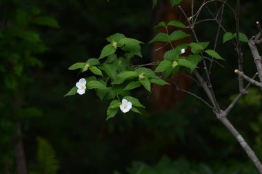 Jetboncuk (Rhodotypos tarayıcıları) çiçekler. Rosaceae yaprak döken çalı. Dört yapraklı beyaz çiçekler Nisan 'dan Mayıs' a kadar açar.