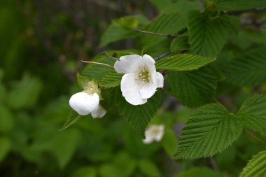 Jetboncuk (Rhodotypos tarayıcıları) çiçekler. Rosaceae yaprak döken çalı. Dört yapraklı beyaz çiçekler Nisan 'dan Mayıs' a kadar açar.