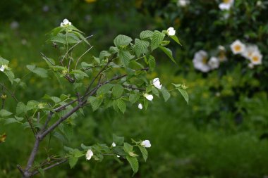 Jetboncuk (Rhodotypos tarayıcıları) çiçekler. Rosaceae yaprak döken çalı. Dört yapraklı beyaz çiçekler Nisan 'dan Mayıs' a kadar açar.