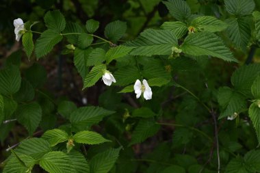 Jetboncuk (Rhodotypos tarayıcıları) çiçekler. Rosaceae yaprak döken çalı. Dört yapraklı beyaz çiçekler Nisan 'dan Mayıs' a kadar açar.