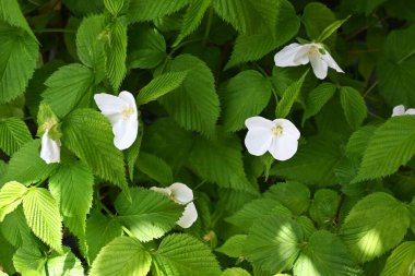 Jetboncuk (Rhodotypos tarayıcıları) çiçekler. Rosaceae yaprak döken çalı. Dört yapraklı beyaz çiçekler Nisan 'dan Mayıs' a kadar açar.