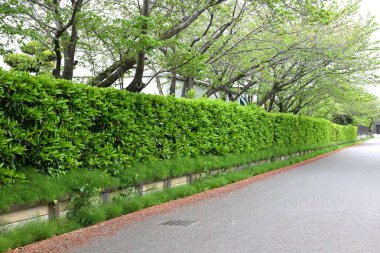 Tatlı viburnum (Viburnum odoratissimum) çit. Viburaceae her zaman yeşil ağaç. Çitler için çok uygun bir ağaç çünkü ateş, rüzgar ve ses geçirmez özellikleri var..