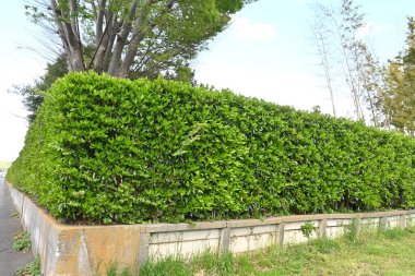 Tatlı viburnum (Viburnum odoratissimum) çit. Viburaceae her zaman yeşil ağaç. Çitler için çok uygun bir ağaç çünkü ateş, rüzgar ve ses geçirmez özellikleri var..