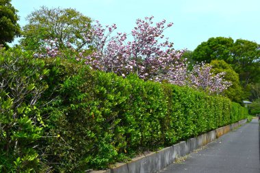 Tatlı viburnum (Viburnum odoratissimum) çit. Viburaceae her zaman yeşil ağaç. Çitler için çok uygun bir ağaç çünkü ateş, rüzgar ve ses geçirmez özellikleri var..