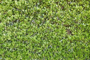 Tatlı viburnum (Viburnum odoratissimum) çit. Viburaceae her zaman yeşil ağaç. Çitler için çok uygun bir ağaç çünkü ateş, rüzgar ve ses geçirmez özellikleri var..