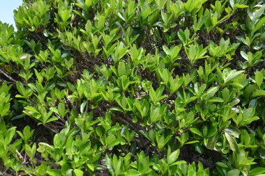Tatlı viburnum (Viburnum odoratissimum) çit. Viburaceae her zaman yeşil ağaç. Çitler için çok uygun bir ağaç çünkü ateş, rüzgar ve ses geçirmez özellikleri var..