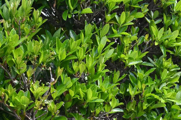 Tatlı viburnum (Viburnum odoratissimum) çit. Viburaceae her zaman yeşil ağaç. Çitler için çok uygun bir ağaç çünkü ateş, rüzgar ve ses geçirmez özellikleri var..