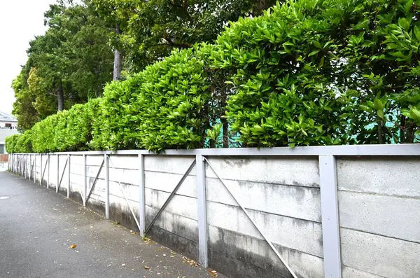 Tatlı viburnum (Viburnum odoratissimum) çit. Viburaceae her zaman yeşil ağaç. Çitler için çok uygun bir ağaç çünkü ateş, rüzgar ve ses geçirmez özellikleri var..