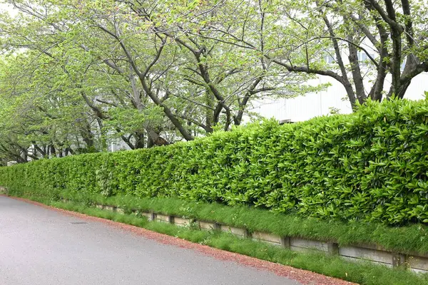 Tatlı viburnum (Viburnum odoratissimum) çit. Viburaceae her zaman yeşil ağaç. Çitler için çok uygun bir ağaç çünkü ateş, rüzgar ve ses geçirmez özellikleri var..