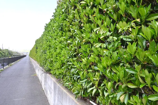 Tatlı viburnum (Viburnum odoratissimum) çit. Viburaceae her zaman yeşil ağaç. Çitler için çok uygun bir ağaç çünkü ateş, rüzgar ve ses geçirmez özellikleri var..