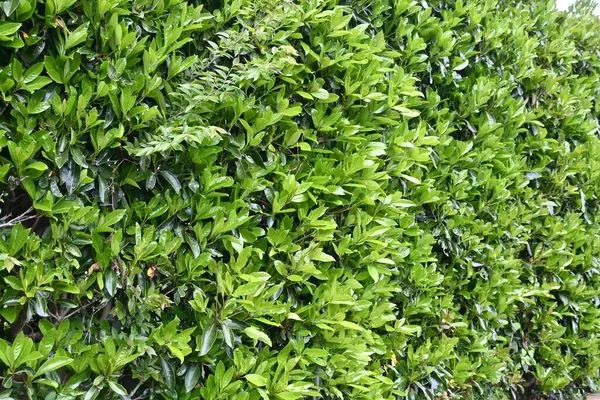 Tatlı viburnum (Viburnum odoratissimum) çit. Viburaceae her zaman yeşil ağaç. Çitler için çok uygun bir ağaç çünkü ateş, rüzgar ve ses geçirmez özellikleri var..