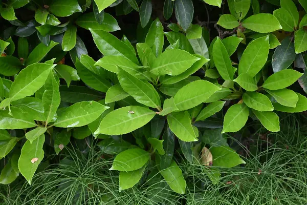 Tatlı viburnum (Viburnum odoratissimum) çit. Viburaceae her zaman yeşil ağaç. Çitler için çok uygun bir ağaç çünkü ateş, rüzgar ve ses geçirmez özellikleri var..