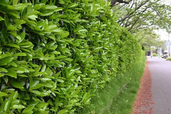 Tatlı viburnum (Viburnum odoratissimum) çit. Viburaceae her zaman yeşil ağaç. Çitler için çok uygun bir ağaç çünkü ateş, rüzgar ve ses geçirmez özellikleri var..