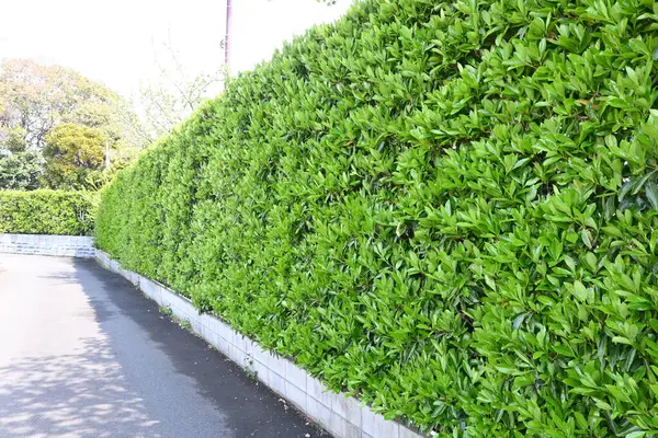 Tatlı viburnum (Viburnum odoratissimum) çit. Viburaceae her zaman yeşil ağaç. Çitler için çok uygun bir ağaç çünkü ateş, rüzgar ve ses geçirmez özellikleri var..