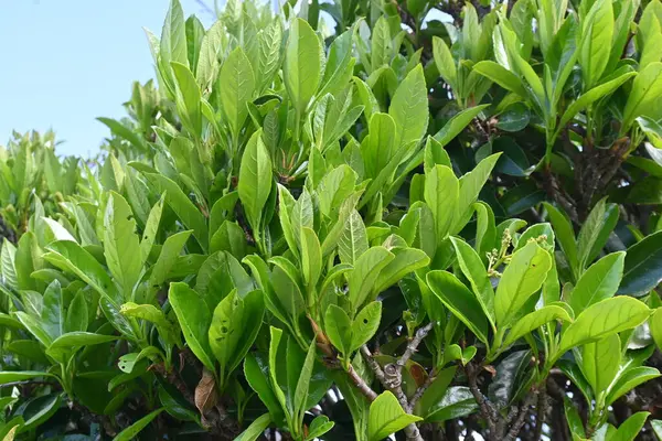 Tatlı viburnum (Viburnum odoratissimum) çit. Viburaceae her zaman yeşil ağaç. Çitler için çok uygun bir ağaç çünkü ateş, rüzgar ve ses geçirmez özellikleri var..