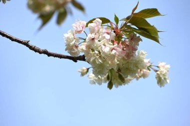 Prunus lannesiana 'Gioiko' (Japonca adı 'Sakura Gyoiko') çiçek açar. Çifte sarı-yeşil çiçekler Nisan sonlarında açar.
