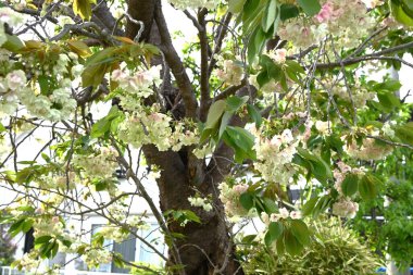 Prunus lannesiana 'Gioiko' (Japonca adı 'Sakura Gyoiko') çiçek açar. Çifte sarı-yeşil çiçekler Nisan sonlarında açar.