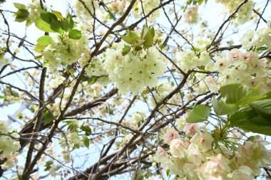 Prunus lannesiana 'Gioiko' (Japonca adı 'Sakura Gyoiko') çiçek açar. Çifte sarı-yeşil çiçekler Nisan sonlarında açar.