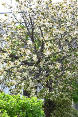 Prunus lannesiana 'Gioiko' (Japonca adı 'Sakura Gyoiko') çiçek açar. Çifte sarı-yeşil çiçekler Nisan sonlarında açar.
