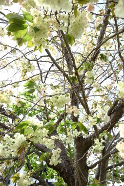 Prunus lannesiana 'Gioiko' (Japonca adı 'Sakura Gyoiko') çiçek açar. Çifte sarı-yeşil çiçekler Nisan sonlarında açar.