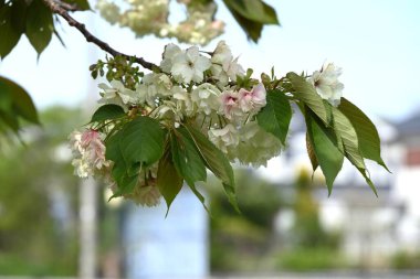 Prunus lannesiana 'Gioiko' (Japonca adı 'Sakura Gyoiko') çiçek açar. Çifte sarı-yeşil çiçekler Nisan sonlarında açar.