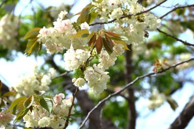 Prunus lannesiana 'Gioiko' (Japonca adı 'Sakura Gyoiko') çiçek açar. Çifte sarı-yeşil çiçekler Nisan sonlarında açar.