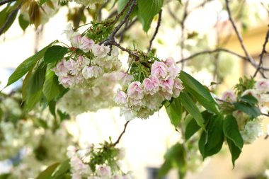 Prunus lannesiana 'Gioiko' (Japonca adı 'Sakura Gyoiko') çiçek açar. Çifte sarı-yeşil çiçekler Nisan sonlarında açar.