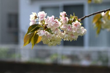 Prunus lannesiana 'Gioiko' (Japonca adı 'Sakura Gyoiko') çiçek açar. Çifte sarı-yeşil çiçekler Nisan sonlarında açar.