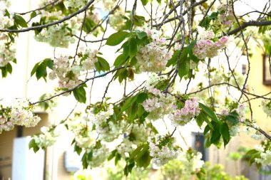 Prunus lannesiana 'Gioiko' (Japonca adı 'Sakura Gyoiko') çiçek açar. Çifte sarı-yeşil çiçekler Nisan sonlarında açar.
