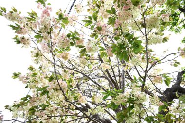 Prunus lannesiana 'Gioiko' (Japonca adı 'Sakura Gyoiko') çiçek açar. Çifte sarı-yeşil çiçekler Nisan sonlarında açar.