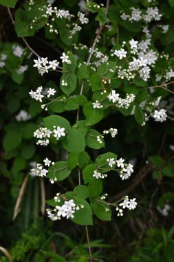  Fuzzy Deutzia (Deutzia scabra) çiçekleri. Ortanca yaprak döken çalı. Yıldız şeklinde beş yapraklı çiçekler Nisan 'dan Mayıs' a kadar açar..