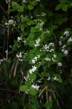  Fuzzy Deutzia (Deutzia scabra) çiçekleri. Ortanca yaprak döken çalı. Yıldız şeklinde beş yapraklı çiçekler Nisan 'dan Mayıs' a kadar açar..