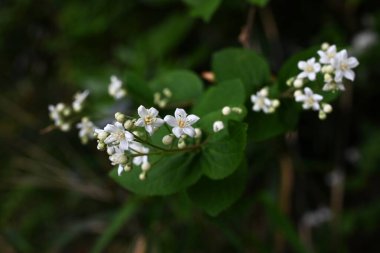  Fuzzy Deutzia (Deutzia scabra) çiçekleri. Ortanca yaprak döken çalı. Yıldız şeklinde beş yapraklı çiçekler Nisan 'dan Mayıs' a kadar açar..