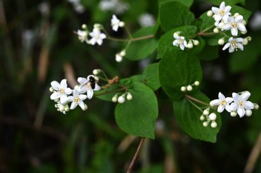  Fuzzy Deutzia (Deutzia scabra) çiçekleri. Ortanca yaprak döken çalı. Yıldız şeklinde beş yapraklı çiçekler Nisan 'dan Mayıs' a kadar açar..