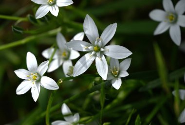  Bahar yıldızı (Ipheion uniflorum) çiçekleri. Amarillidaceae daimi zehirli ampul bitkileri. Altı yapraklı yıldız şeklinde beyaz ya da soluk mor çiçekler baharda açar..