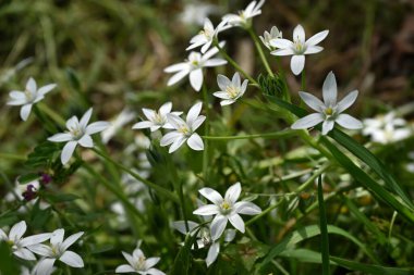  Bahar yıldızı (Ipheion uniflorum) çiçekleri. Amarillidaceae daimi zehirli ampul bitkileri. Altı yapraklı yıldız şeklinde beyaz ya da soluk mor çiçekler baharda açar..
