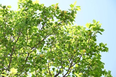 Lale ağacı (Liriodendron tulipifera) çiçekleri. Magnolidaceae yaprak döken ağacı. Yazın başlarında, yukarı bakan sarı-yeşil çiçekler ve lale çiçekleri gibi turuncu işaretler..