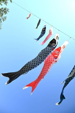  Mavi gökyüzünde yüzen Japon sazan balığı şekilli flamalar (Koinobori süslemeleri). Erkeklerin büyümesini kutlayan geleneksel bir Japon kültürü..