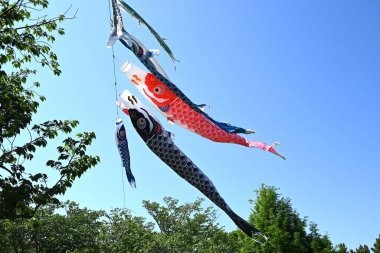  Mavi gökyüzünde yüzen Japon sazan balığı şekilli flamalar (Koinobori süslemeleri). Erkeklerin büyümesini kutlayan geleneksel bir Japon kültürü..
