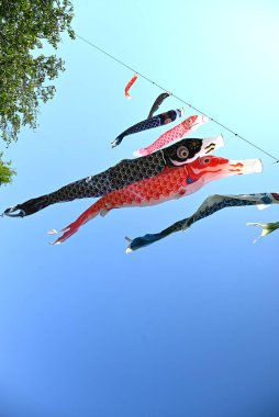  Mavi gökyüzünde yüzen Japon sazan balığı şekilli flamalar (Koinobori süslemeleri). Erkeklerin büyümesini kutlayan geleneksel bir Japon kültürü..