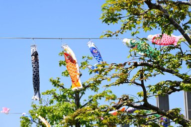 Mavi gökyüzünde yüzen Japon sazan balığı şekilli flamalar (Koinobori süslemeleri). Erkeklerin büyümesini kutlayan geleneksel bir Japon kültürü..